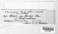 Cladosporium fumago image